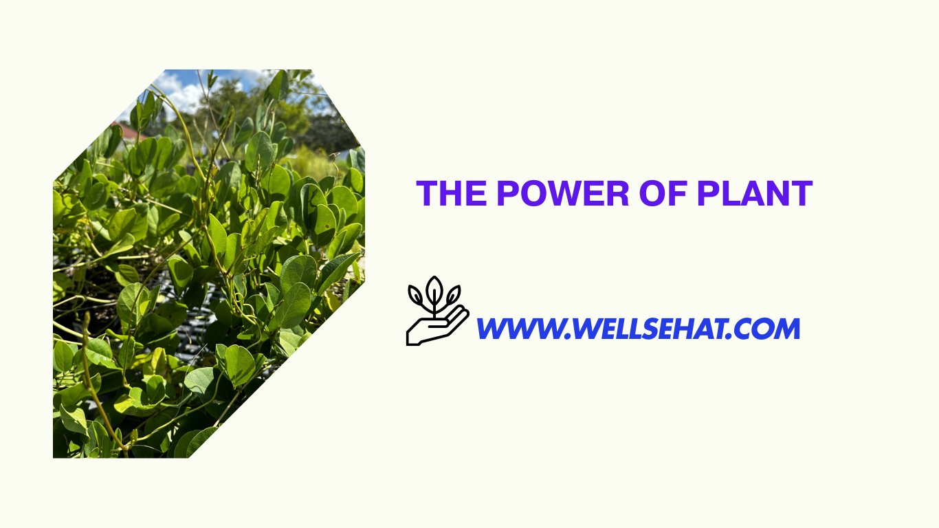 Plant-Based Diet